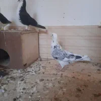 کبوتر|پرنده|خلیل آباد, |دیوار