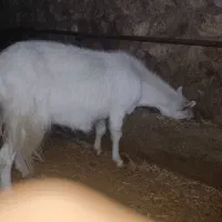 میش رومانف بز سانان