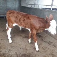 گاو و گوسال|حیوانات مزرعه|تهران, افسریه شمالی|دیوار