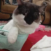 گربه پرشین|گربه|بندرعباس, |دیوار