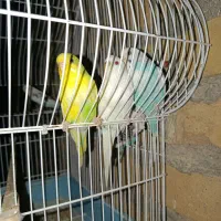 مرغ عشق ماده