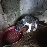 توله سگ خراسانی ماده