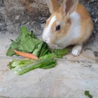 خرگوش سفید کرم