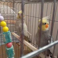 دو عدد عروس هلندی جفت