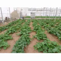 شهرک گلخانه ای