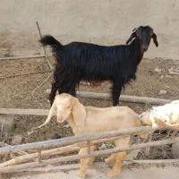 بز و بزغاله