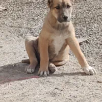 توله ماده خراسانی|سگ|تربت جام, جلگه موسی آباد|دیوار