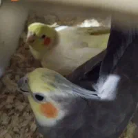 عروس هلندی مولد سخنگو|پرنده|بوکان, |دیوار