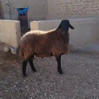 قوچ هموزیگوت