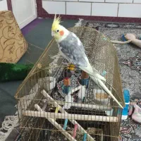 پرنده عروس هلندی نر