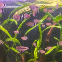 تترا چشم چراغی جفت پوزه بوته ای