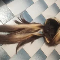 کلاه گیس