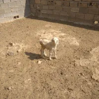 بره شیری|حیوانات مزرعه|مرودشت, رودبال|دیوار