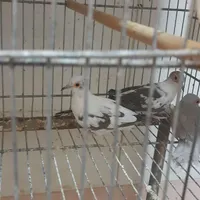عروس کبوتر خانگی الماسی
