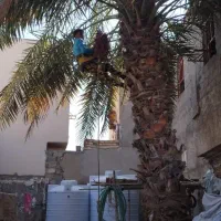 قطع نخل با اره بنزینی ،،زارعی،،|خدمات باغبانی و درختکاری|بوشهر, |دیوار