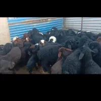 فروش۱۲۰راس میش