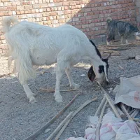 چند عدد گوسفند|حیوانات مزرعه|ایرانشهر, |دیوار