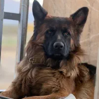 سگ ژرمن|سگ|اراک, |دیوار