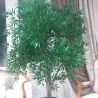 درخت بامبو نو ارتفتع دومتر ده سانت پهنا یک ونیم
