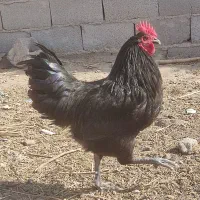 ۹ عدد مرغ و۶عدد خروس استرالوپ