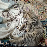 گمشده اسمش هیروعه|گربه|مشهد, نظام دوست|دیوار