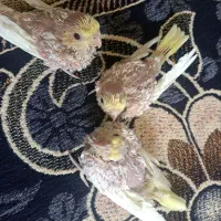 جوجه عروس هلندی