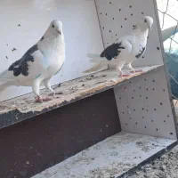 کبوتر پشدار