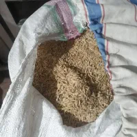 شالی فجر سوزنی|خوردنی و آشامیدنی|تاتار علیا, |دیوار