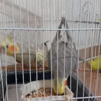 طوطی عروس جفت آماده تخم گذاری|پرنده|فومن, |دیوار