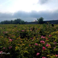 نهال گل محمدی|گل و گیاه طبیعی|مشهد, فرخد|دیوار