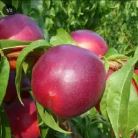 نهال شلیل وهلو|گل و گیاه طبیعی|مشگین شهر, |دیوار