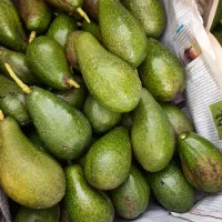 فروش نهال آووکادو