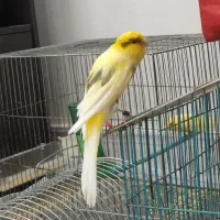 قناری نر  رسمی بلند