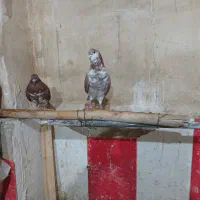 پرنده|پرنده|انزل, |دیوار