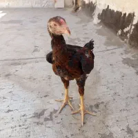 جوجه لاری