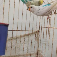 دوعدد مرغ عشق نر و ماده