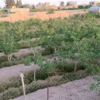 خونه-باغ-پسته-و-انواع-میوه