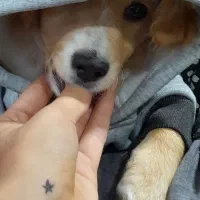 فروش اشپیتز پامر