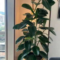 تعویض خاک گلدان و باغچه کاری گیاه پزشک در محل|خدمات باغبانی و درختکاری|تهران, سعادت‌آباد|دیوار