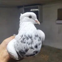 طوقی نر الماسی