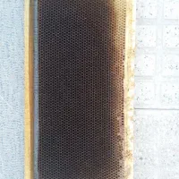 پوکه زنبور عسل