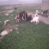 بیگ و بز|حیوانات مزرعه|مسجد سلیمان, |دیوار