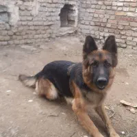 واگذاری ژرمن ماده