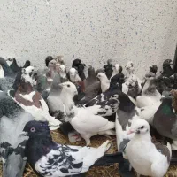 کفتر یا کبوتر بیرونی ب شرط هوا|پرنده|شیراز, پودنک|دیوار