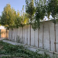 800متر-باغ-فروشی