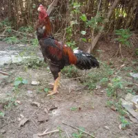 حیوان مزرعه