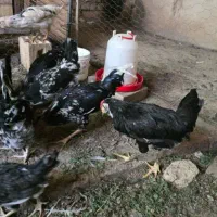 مرغ و خروس
