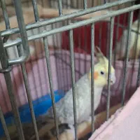 عروس هلندی|پرنده|فردیس, شهرک ناز|دیوار