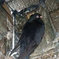 جفت زاغ آبادانی خالص