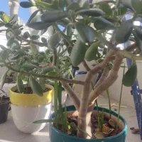 گل‌های فروشی|گل و گیاه طبیعی|نیشابور, دارایی|دیوار